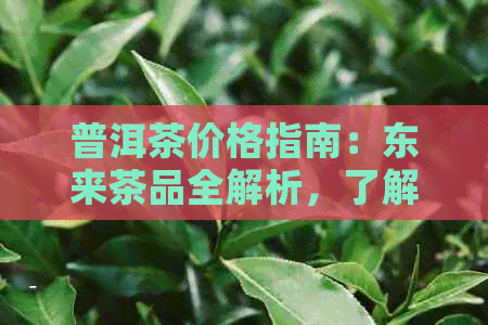 普洱茶价格指南：东来茶品全解析，了解各类普洱茶的价格与品质