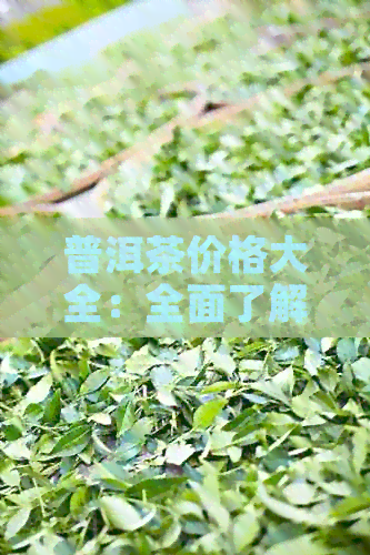 普洱茶价格大全：全面了解岩冷普洱茶每斤的市场价格与品质