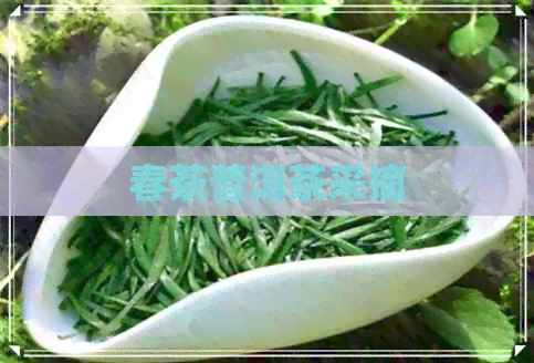 春茶普洱茶采摘