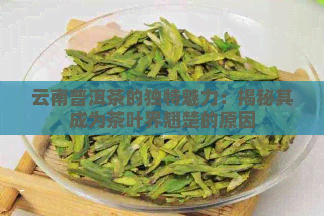 云南普洱茶的独特魅力：揭秘其成为茶叶界翘楚的原因