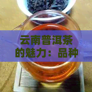 云南普洱茶的魅力：品种、产地、制作工艺及其全球影响力解析