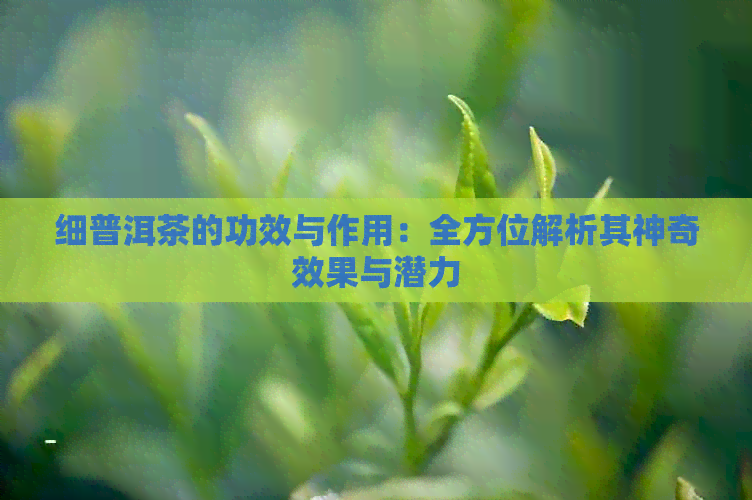 细普洱茶的功效与作用：全方位解析其神奇效果与潜力