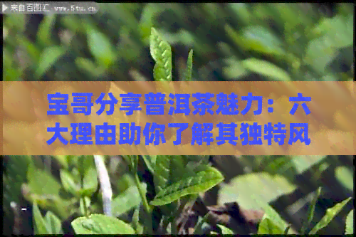 宝哥分享普洱茶魅力：六大理由助你了解其独特风味与健益处