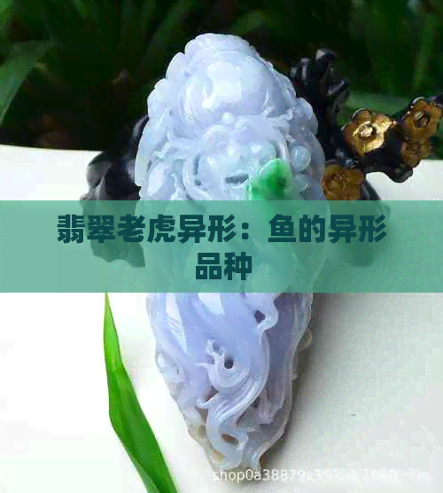 翡翠老虎异形：鱼的异形品种