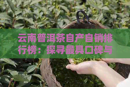 云南普洱茶自产自销排行榜：探寻更具口碑与实力的茶叶厂家