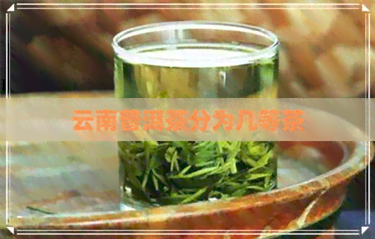 云南普洱茶分为几等茶