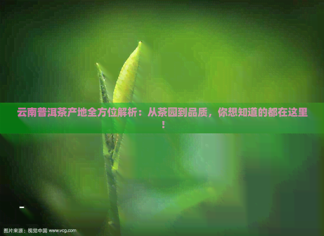 云南普洱茶产地全方位解析：从茶园到品质，你想知道的都在这里！