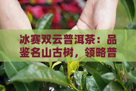 冰赛双云普洱茶：品鉴名山古树，领略普洱茶魅力