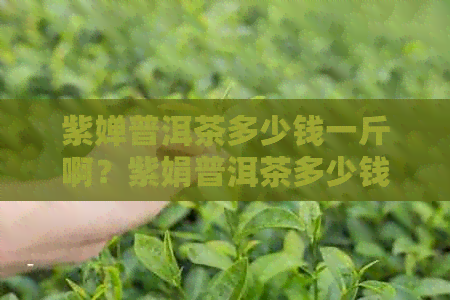 紫婵普洱茶多少钱一斤啊？紫娟普洱茶多少钱一斤？