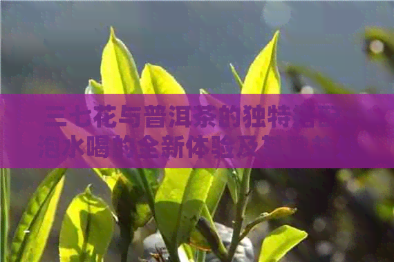 三七花与普洱茶的独特搭配：泡水喝的全新体验及其健益处解析