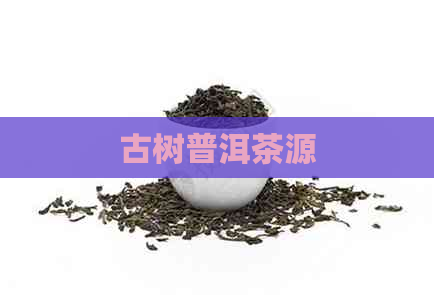 古树普洱茶源