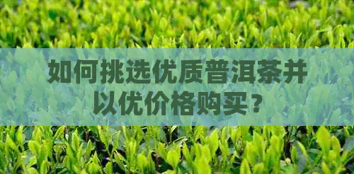 如何挑选优质普洱茶并以优价格购买？