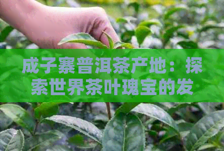 成子寨普洱茶产地：探索世界茶叶瑰宝的发源地，品味千年古树的独特魅力