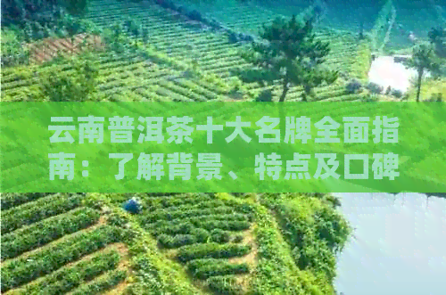 云南普洱茶十大名牌全面指南：了解背景、特点及口碑，轻松选购优质茶叶