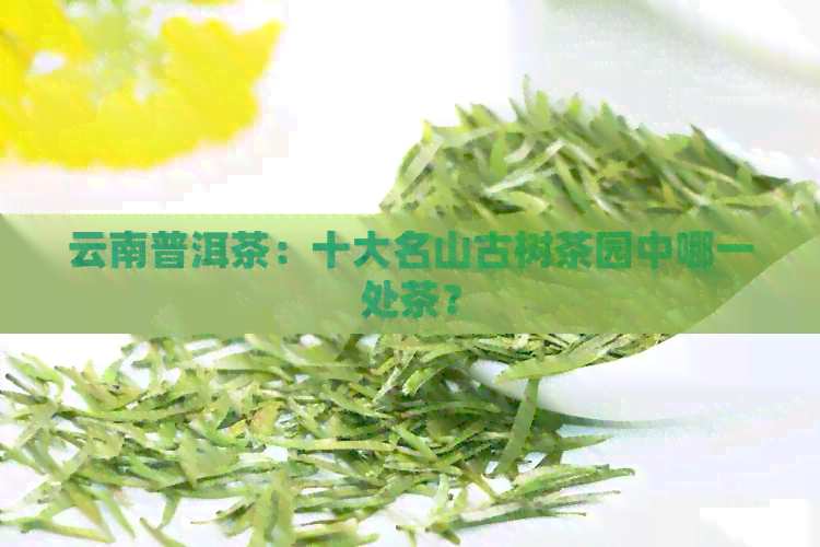 云南普洱茶：十大名山古树茶园中哪一处茶？