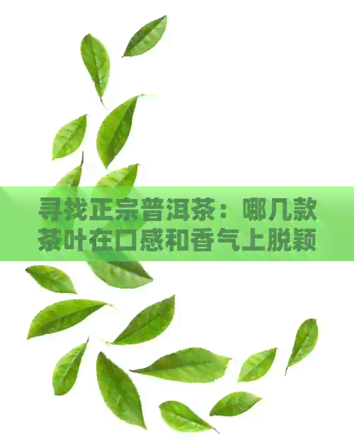 寻找正宗普洱茶：哪几款茶叶在口感和香气上脱颖而出？