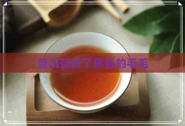 普洱茶长了黑色的毛毛