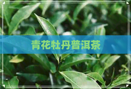 青花牡丹普洱茶