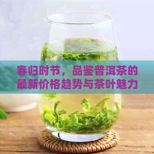 春归时节，品鉴普洱茶的最新价格趋势与茶叶魅力