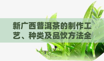 新广西普洱茶的制作工艺、种类及品饮方法全方位解析