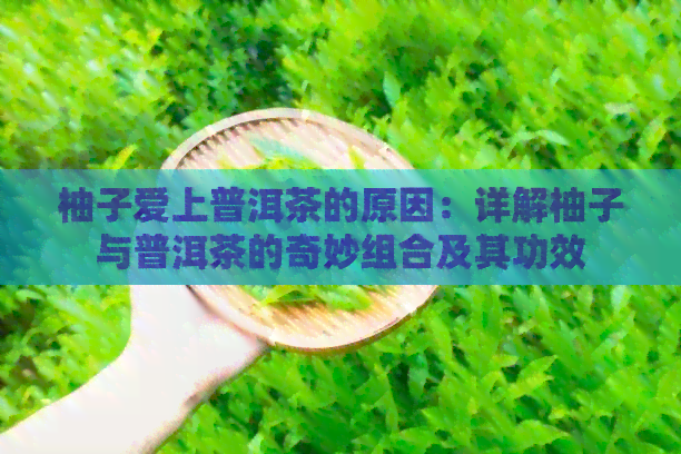 柚子爱上普洱茶的原因：详解柚子与普洱茶的奇妙组合及其功效