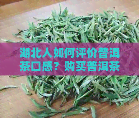 湖北人如何评价普洱茶口感？购买普洱茶时应注意什么？