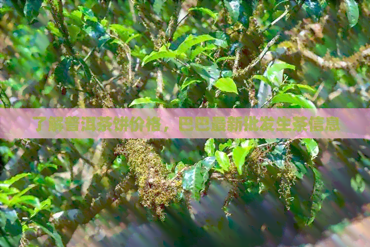 了解普洱茶饼价格，巴巴最新批发生茶信息