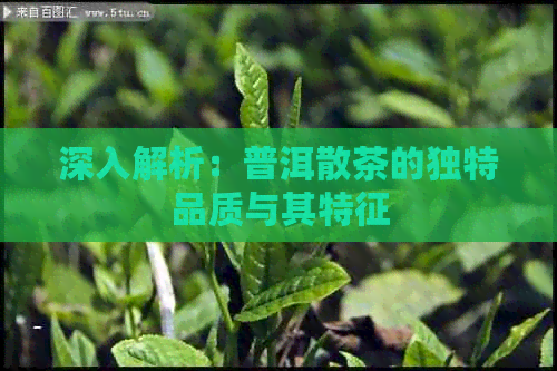 深入解析：普洱散茶的独特品质与其特征