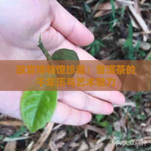 故宫博物馆珍藏：普洱茶的千年历与艺术魅力