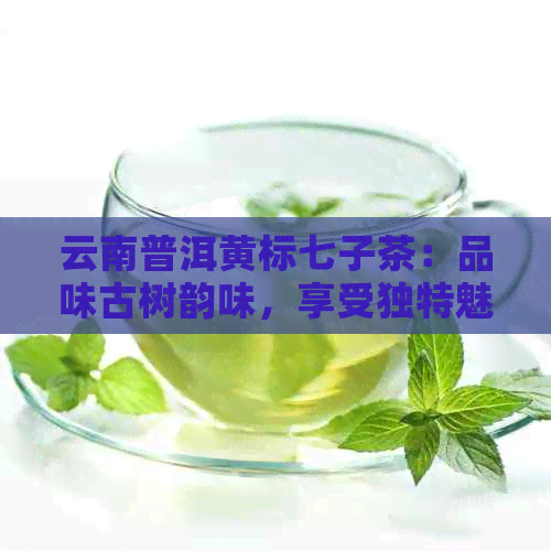 云南普洱黄标七子茶：品味古树韵味，享受独特魅力