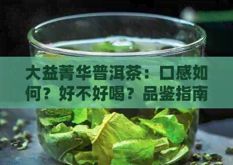 大益菁华普洱茶：口感如何？好不好喝？品鉴指南及选购建议