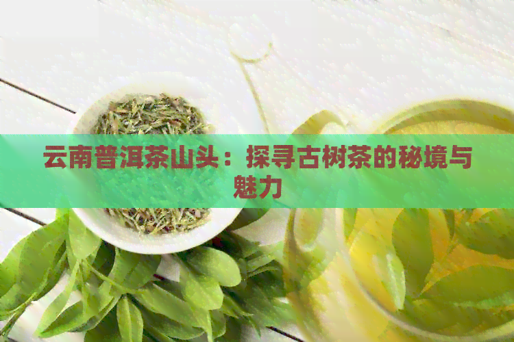 云南普洱茶山头：探寻古树茶的秘境与魅力