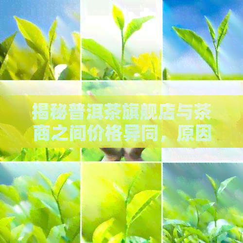 揭秘普洱茶旗舰店与茶商之间价格异同，原因何在？