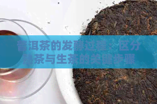 普洱茶的发酵过程：区分熟茶与生茶的关键步骤