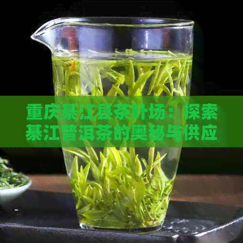 重庆綦江县茶叶场：探索綦江普洱茶的奥秘与供应链