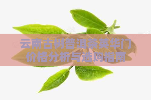 云南古树普洱茶英华门价格分析与选购指南