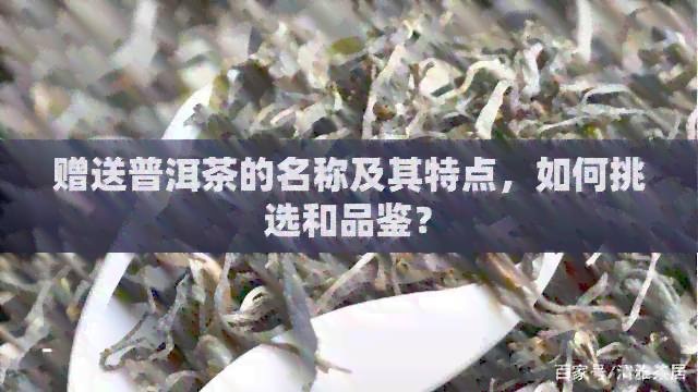 赠送普洱茶的名称及其特点，如何挑选和品鉴？