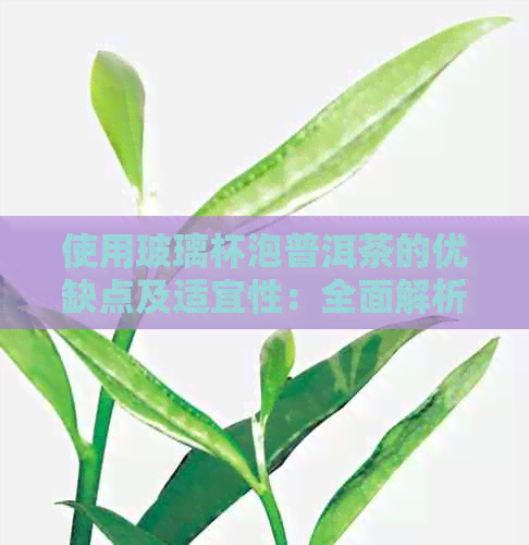 使用玻璃杯泡普洱茶的优缺点及适宜性：全面解析与选择建议