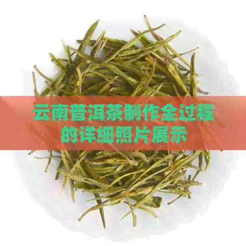 云南普洱茶制作全过程的详细照片展示