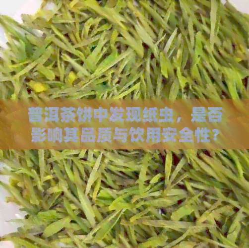 普洱茶饼中发现纸虫，是否影响其品质与饮用安全性？