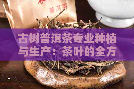 古树普洱茶专业种植与生产：茶叶的全方位解决方案