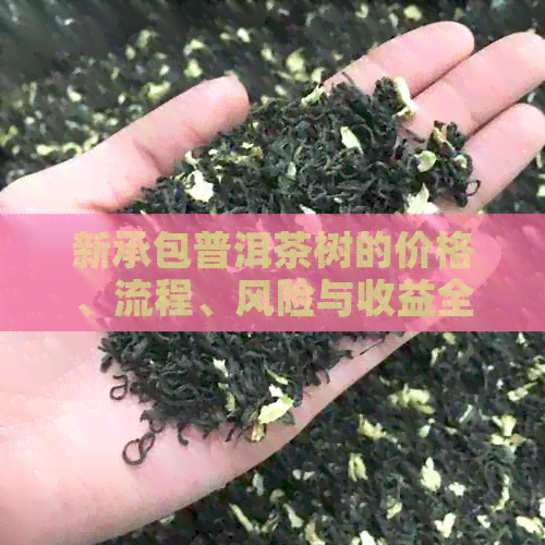 新承包普洱茶树的价格、流程、风险与收益全面解析