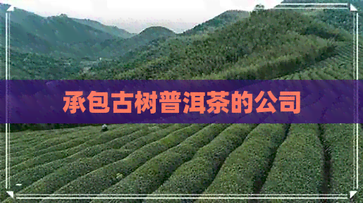 承包古树普洱茶的公司