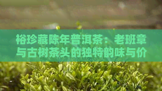 裕珍藏陈年普洱茶：老班章与古树茶头的独特韵味与价格解析