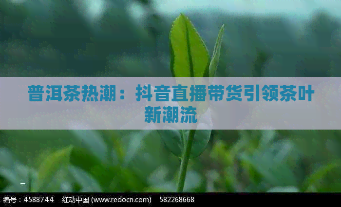 普洱茶热潮：抖音直播带货引领茶叶新潮流