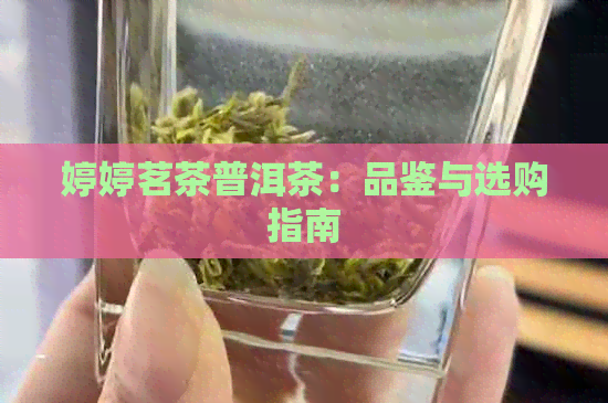 婷婷茗茶普洱茶：品鉴与选购指南