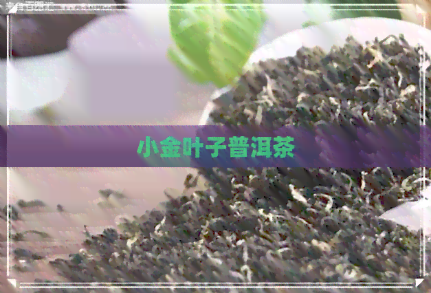 小金叶子普洱茶