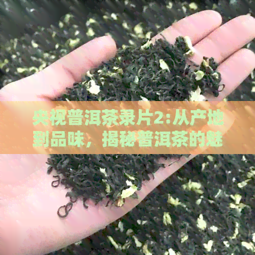 央视普洱茶录片2:从产地到品味，揭秘普洱茶的魅力与制作过程