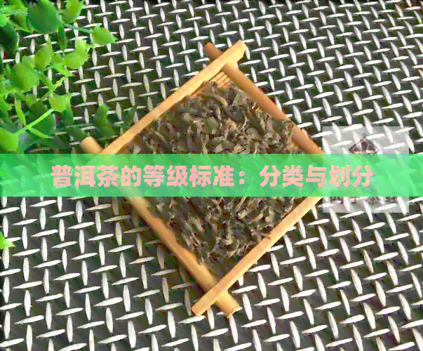 普洱茶的等级标准：分类与划分