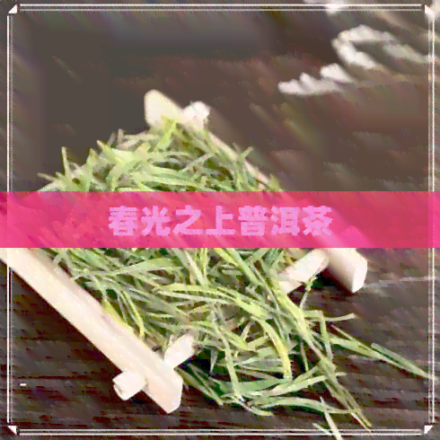 春光之上普洱茶